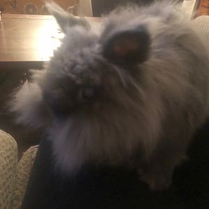 Meet your Posher, Elizabeth